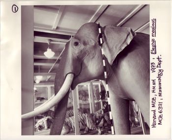 Media type: image;   Mammalogy 6321 Description: Image taken by MCZ Photographic Services during specimen's disassembly.;